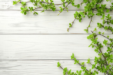 Spring plant over wood background. Decorative plant branch top view on white wooden background with free space. Rustic background with flat lay green plant.