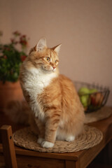 A photo of a ginger cat on the kitchen table.
