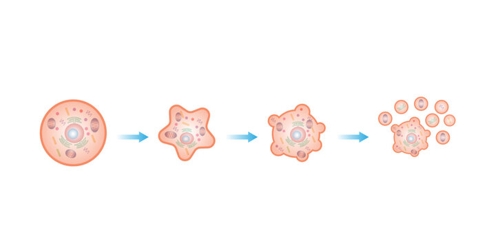 Apoptosis. Programmed cell death. Aging process in cells. Stages of apoptosis, normal cell, shrinkage, membrane blebbing, cell breaks into apoptotic bodies and phagocytosis. vector illustration.