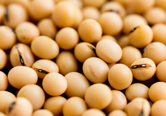 Close up soy bean