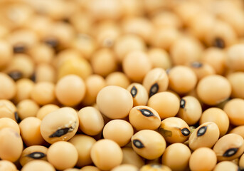 Close up soy bean