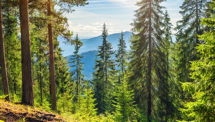 Healthy green trees in a forest of old spruce