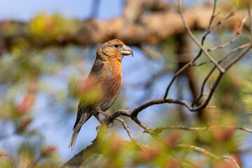 Male Common crossbill on a branch 