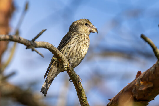 Female Common crossbill on a branch 