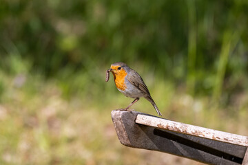 robin on a fence