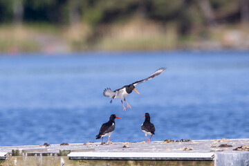 Three Oystercatchers on a raft 