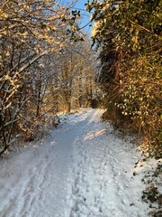 Landschaft mit Weg zwischen Bäumen im Wald mit Schnee im Winter