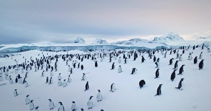 Gentoo penguin colony in South Pole, Antarctica Peninsula. Big group wild animals resting on snowy hill, cold ocean and mountains in background. Explore Arctic wildlife conservation, travel, explore