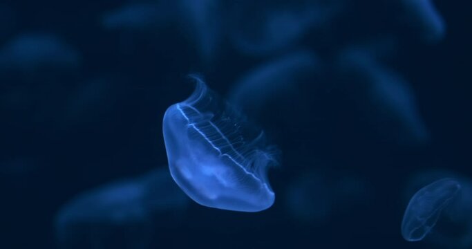One jellyfish swim in dark blue sea water on blurred jellies school backdrop. Calming sea abstract aquarium background. Magical, meditative ocean life. Jellyfish glowing in mystery aquatic underwater