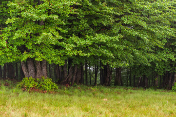 Green beech trees on the edge of the forest - obrazy, fototapety, plakaty