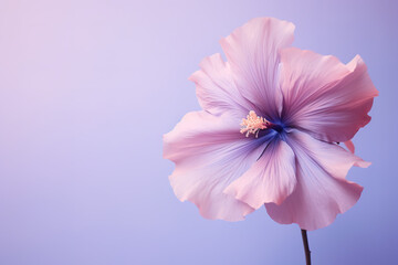 a flower on a plain background