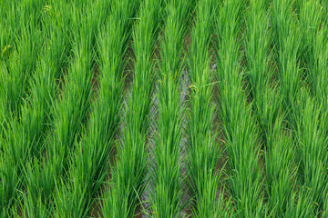 Green fresh paddy field background