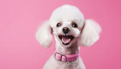 Foto auf Acrylglas Cute white dog with collar on pink © terra.incognita
