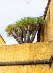 Dragon tree next to a yellow wall fortification. Dracaena Marginata.