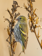 Siskin eating in winter time