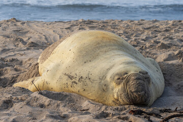 Rare sighting of a southern elephant seal (Mirounga leonina) on the Onrus beach near Hermanus, Whale Coast, Overberg, Western Cape, South Africa.