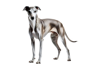 Obraz na płótnie Canvas Sleek Greyhound, isolated on a transparent or white background