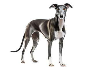 Sleek Greyhound, isolated on a transparent or white background