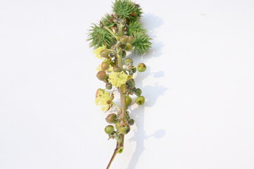 Castor flower on white background. Ricinus communis, the castor bean or palma christi is a species...