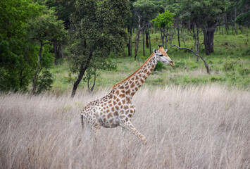 A giraffe in tall grass in a nature reserve in Zimbabwe