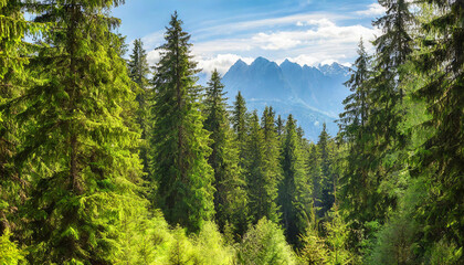 Healthy green trees in a forest of old spruce, fir and pine trees in wilderness of a national park. Sustainable industry, ecosystem and healthy environment concepts and background.. High quality