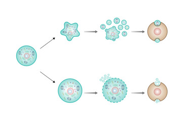 Necrosis and apoptosis of normal cell. Cell death types. Labeled scientific diagram. Vector illustration.