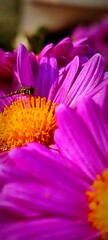  Bee sitting on  Chrysanthemum flower also called as mums or chrysanths. Bee on Pink and purple flower of gudaudi. 