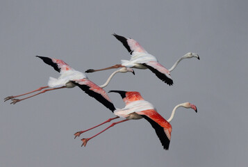 Greater Flamingos landing at Eker creek in the morning hours