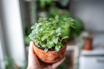 Seedlings of Melissa plant in terracotta pot closeup at home. Person hand holding aromatic fresh lemon balm herbs in old flowerpot. Growing at home. Indoor gardening, hobbies concept.