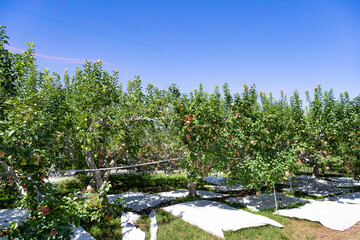山梨県　りんご農園の風景　りんごの木