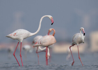 Greater Flamingos territory fight in the early morning hours at Eker creek, Bahrain