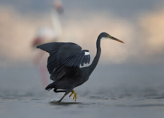 Western reef heron fishing at Eker coast, Bahrain