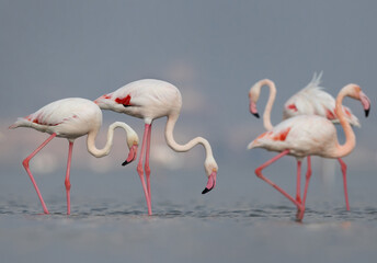 Greater Flamingos feeding at Eker creek in the morning, Bahrain