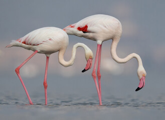 A pair of Greater Flamingos at Eker creek in the morning, Bahrain