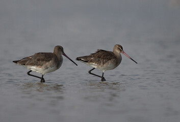 A pair of Black-tailed Godwits at Eker coast of Bahrain