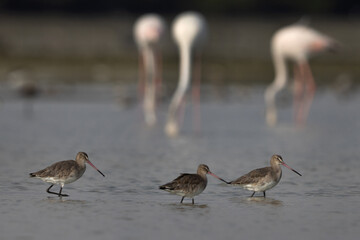 Black-tailed Godwits with Greater flamingos in the backdrop at Eker coast of Bahrain