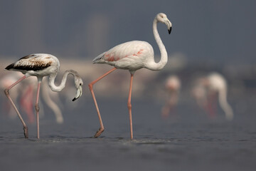 A juvenile and a adult Greater Flamingos in the early morning hours at Eker creek, Bahrain