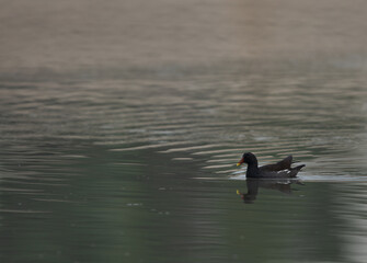 Common Moorhen swimming at Tubli bay in the morning light, Bahrain