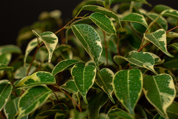 Ficus benjamin leaves closeup with drops of water