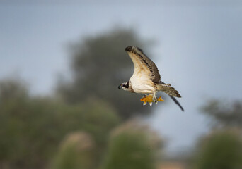 Osprey with a fish catch at Qudra lake , Al Marmoom Desert Conservation Reserve UAE