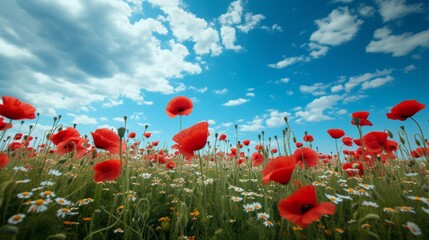 Obraz premium Beautiful natural background with poppy flower field and blue sky large copyspace area with copy space for text
