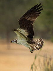 Osprey after a dive at Qudra lake while fishing, Al Marmoom Desert Conservation Reserve
