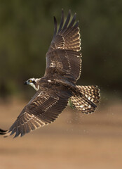 Closeup of a Osprey after a dive at Qudra lake while fishing, Al Marmoom Desert Conservation Reserve