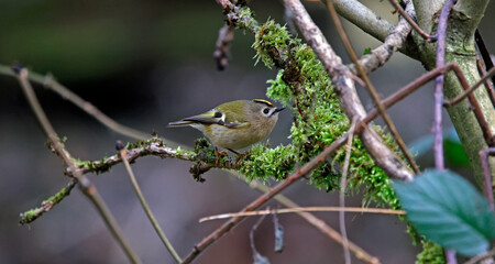 Goldcrest feeding on insects in the woods