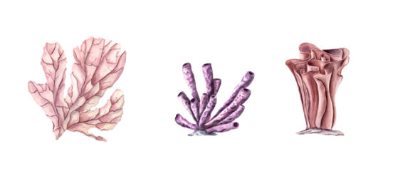 Coral Set. Hand drawn watercolor bundle with tropical underwater life. Polyps. Undersea seabed flora. Colorful illustration for clipart, , aquarium design.