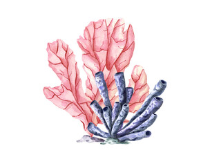 Two corals. Pink and blue polyps. Coral Set. Hand drawn watercolor bundle with tropical underwater...