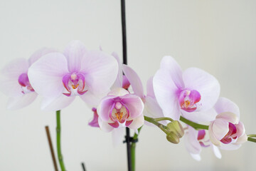 Naklejka na ściany i meble Weisse Orchideen
