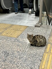 Tabby cat sitting near top of escalator, Istanbul, Turkey