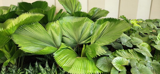 Palas Payung or Licuala grandis H. Wendl has fan-shaped or pleated leaves. It is grown as a garden...