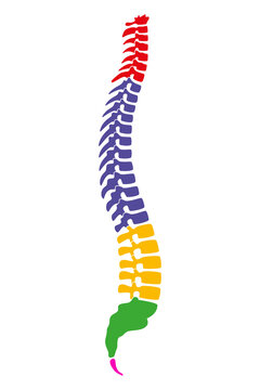Regions of the human vertebral column, also known as backbone or spine. Core part of the axial skeleton with 4 curves. The 5 regions are cervical, thoracic and, lumbar spine, plus sacrum and coccyx.